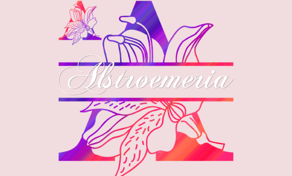 Alstroemeria Split Font - Featured Image
