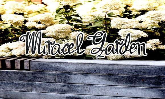 Miracel Garden Font Fonts Free Download Miracel Garden Font - Featured Image