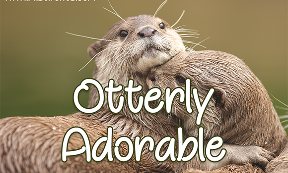Otterly Adorable Font Fonts Free Download Otterly Adorable Font - Featured Image