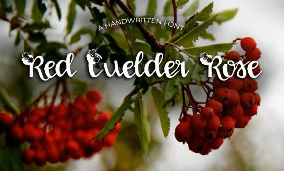 Red Guelder Rose Font Fonts Free Download Red Guelder Rose Font - Featured Image