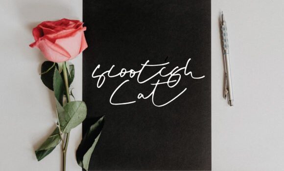 Scootish Cat Font - Featured Image
